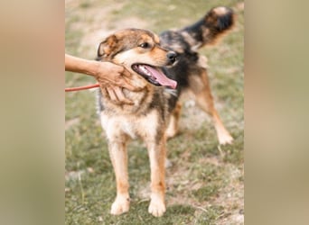 freundliche, liebevolle Mix-Hundedame Lizzy