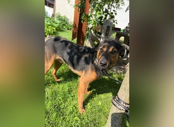 Katzenfreund Oskar - sanfter verschmuster Rüde
