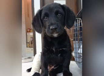DIEGO❤️sozialer, menschenbezogener Jungspund mit fröhlichem Wesen