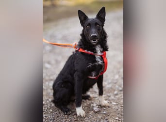 Betty ❤️ kuschlige, verspielte junge Hundedame