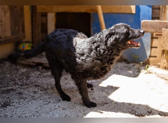 Nox ❤️ liebevoller Kämpfer auf 3-Beinen