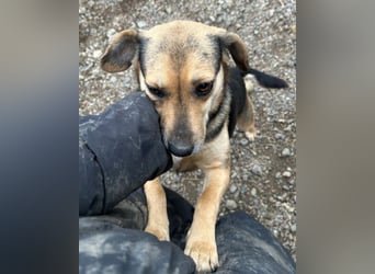 Lana ❤️ tolle umgängliche, junge Hündin