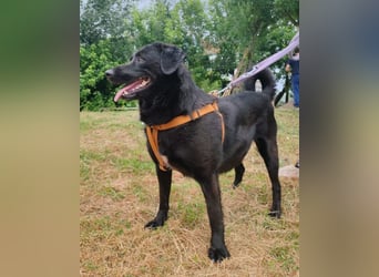 Lady Gara ♥️ freundlich, offen, verschmust