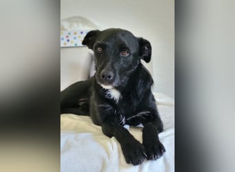 LEMMY❤️in 21075 Hamburg: ein harmonischer, treuer Begleiter sucht sein Happy End