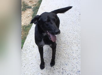 Xena - lebensfrohe, aktive, liebe Hündin