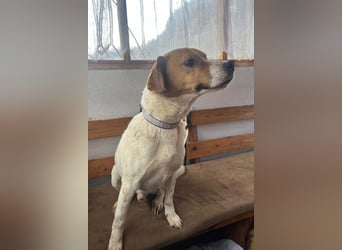 Sony ❤️ Familienhund mit großem Herzen