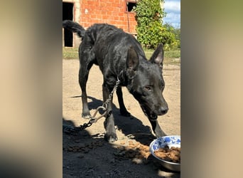 Sokol ❤️ verschmuster, verspielter Schatz