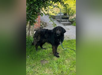 BIMBO❤️freundlicher, ruhiger Fellschnuffel - liebt einfach alles und jeden um sich herum
