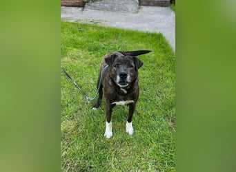 Ebelin ❤️ so herzensguter Familienhund!