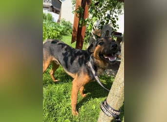 Katzenfreund Oskar - sanfter verschmuster Rüde