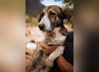 Prachtbursche ♥ Pero ♥ toller Familienhund; lieb, sozial, klug, auch verkuschelt
