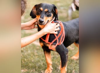 Lieber, aufgeschlossener Bliss ❤️ sucht sein neues Zuhause