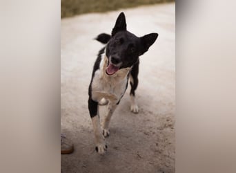 Soki ❤️ schmusige, liebe, neugierige Maus