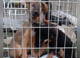 Schüchterne Crissi - braucht Liebe und Halt