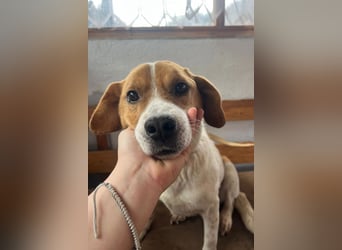 Sony ❤️ Familienhund mit großem Herzen