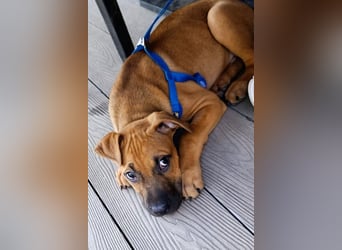 Welpenbub ♥Mika♥ katzenfreundlicher rundum toller Schatz