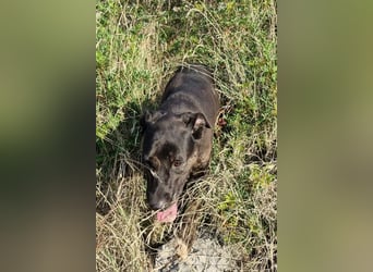 Goldige ♥ Godina ♥ kinderliebe, soziale Hündin