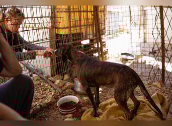 Lieber Baileys ❤️ hübscher, sensibler Bub!