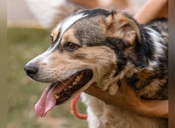 Husky-Mix-Rüde Barki: sozial,offen,treu