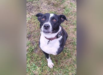 Betty ❤️ verschmuste & anhängliche Hundedame