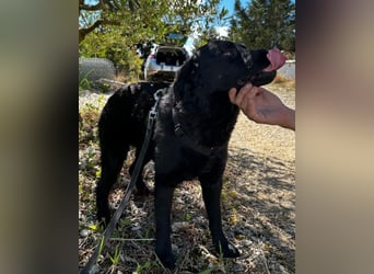 Bruce ❤️ Sanftmütig, loyal, verschmust!