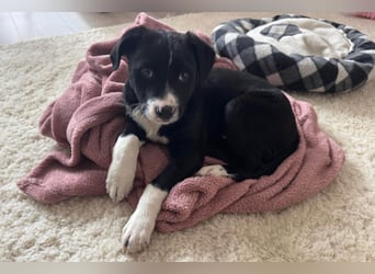 Welpe LENNI❤️kleiner Entdecker sucht sein großes Glück!