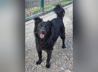Filou ❤️ verspielter, so lieber Jungrüde