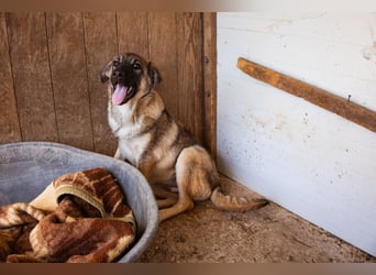 COCO❤️verspielt, sanft und voller Vertrauen: ein Herz für Groß und Klein!