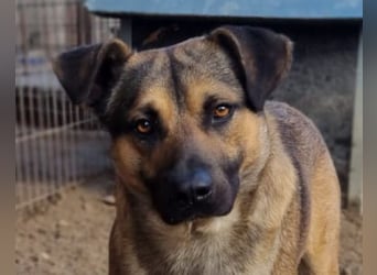 Good-Boy LINO❤️zutraulich, sozial & aufgeschlossen