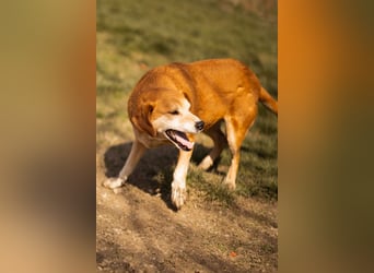 Boa ❤️ so kluge, liebe und feinfühlige Hündin!