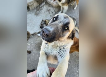 Sofia ♥️ liebe und aktive HSH-Mix-Junghündin