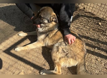 COCO❤️verspielt, sanft und voller Vertrauen: ein Herz für Groß und Klein!