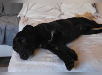 LEMMY❤️in 21075 Hamburg: ein harmonischer, treuer Begleiter sucht sein Happy End