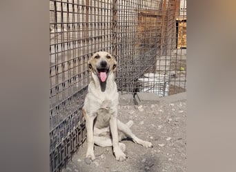Liebe Nala möchte bei dir einziehen