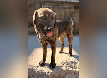 Ludwig ❤️ unser lieber, verschmuster Jungrüde!