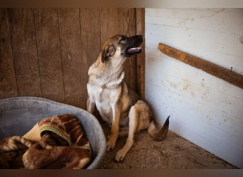 COCO❤️verspielt, sanft und voller Vertrauen: ein Herz für Groß und Klein!