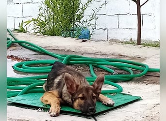 Liebevolles Fellnäschen Bebo -  liebt jeden, ob Mensch, Hund oder Katze