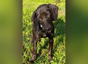 Luna ❤️ fröhliches, aktives Hundemädchen