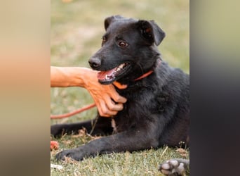 CHUNA❤️freundliche, neugierige & absolut liebenswerte Schmusepfote