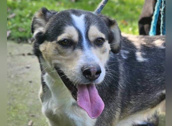 Husky-Mix-Rüde Barki: sozial,offen,treu Husky-Mix-Rüde Barki: sozial,offen,treu