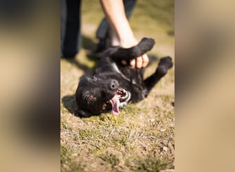 LEMMY❤️in 21075 Hamburg: ein harmonischer, treuer Begleiter sucht sein Happy End