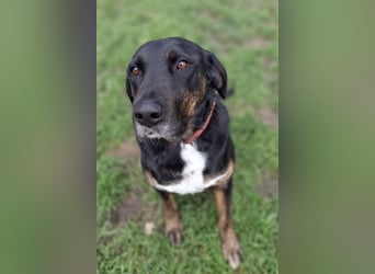 Leo ❤️ wartet in 84524 Neuötting auf dich