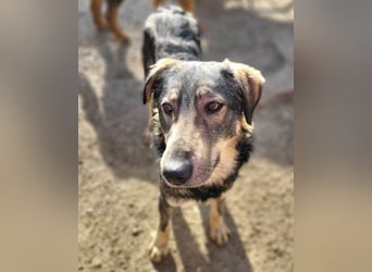 Mili-HSH-Rüde: braucht Liebe & Vertrauen