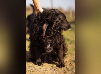 Norman - ein rundum toller Rüde