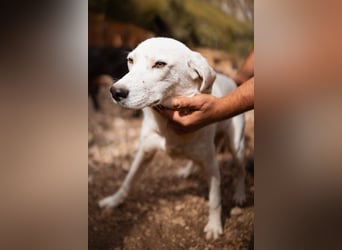 Schöner ♥ SONI ♥ möchte so sehr gerne seine Koffer hier packen