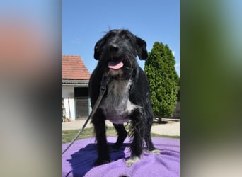 Familienrüde Tinko  - Schnauzer-Mix sucht sein Glück