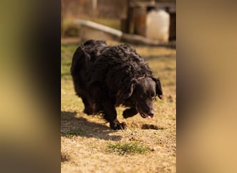 Norman - ein rundum toller Rüde