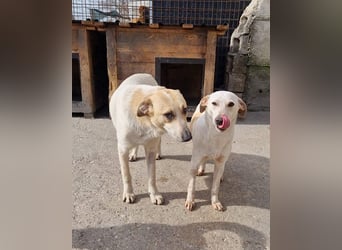 Liebe Nala möchte bei dir einziehen