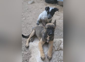 ♥ JONI ♥ so fröhlicher, so freundlicher lebenslustiger Welpe