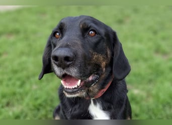 Leo ❤️ wartet in 84524 Neuötting auf dich